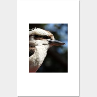 Kookaburra Posters and Art